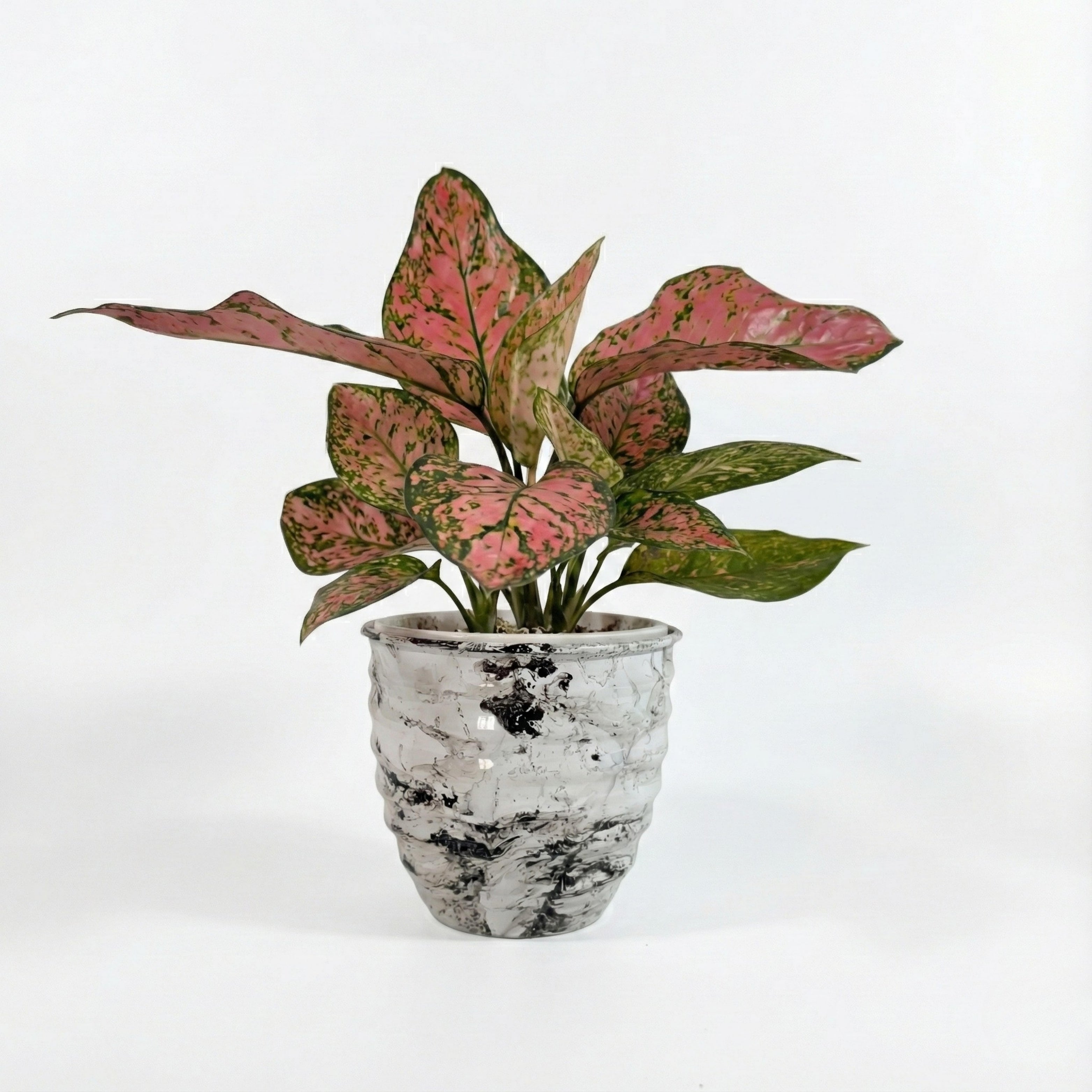 Aglaonema Pink