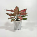 Aglaonema Pink