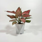 Aglaonema Pink