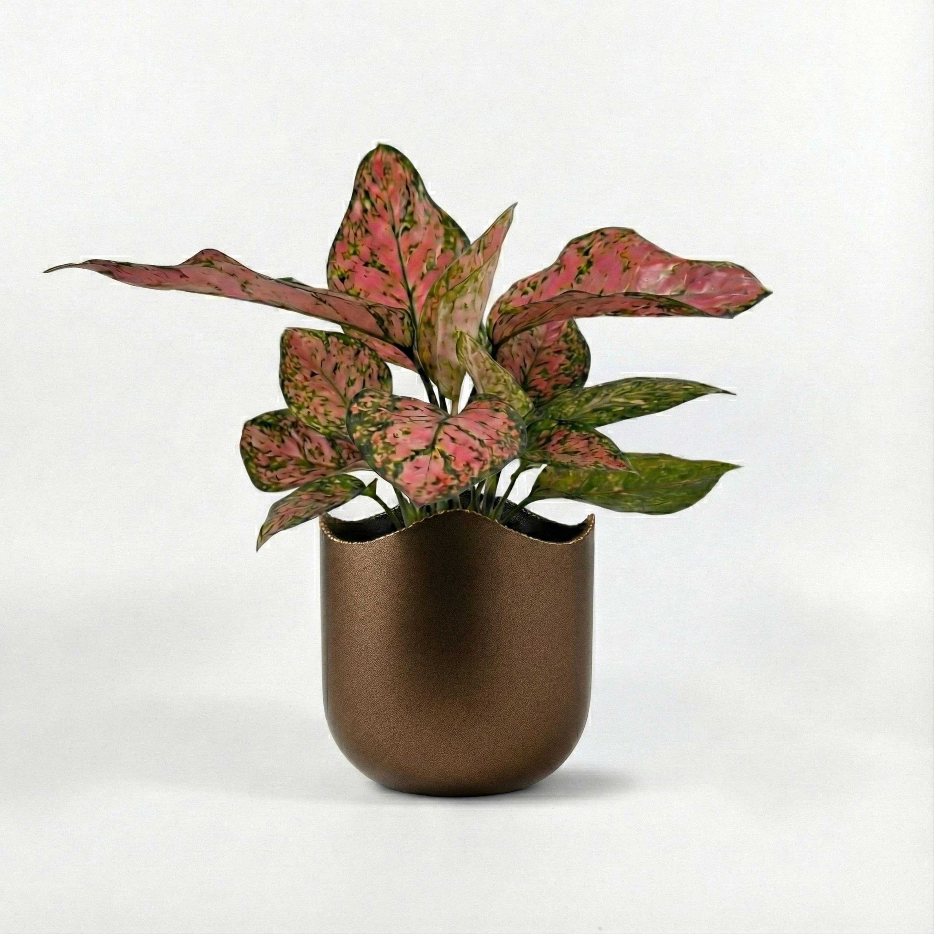 Aglaonema Pink