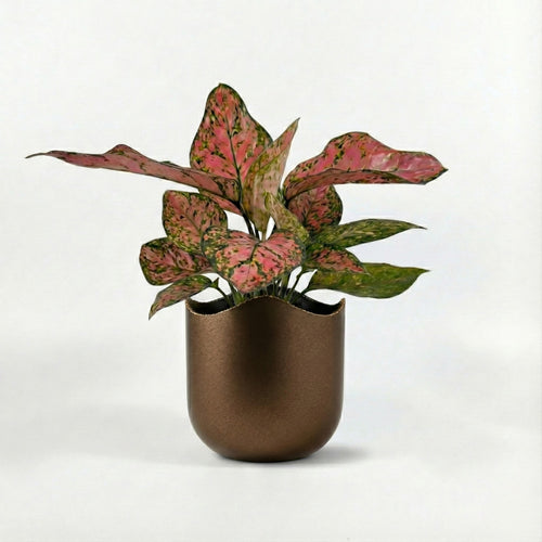 Aglaonema Pink