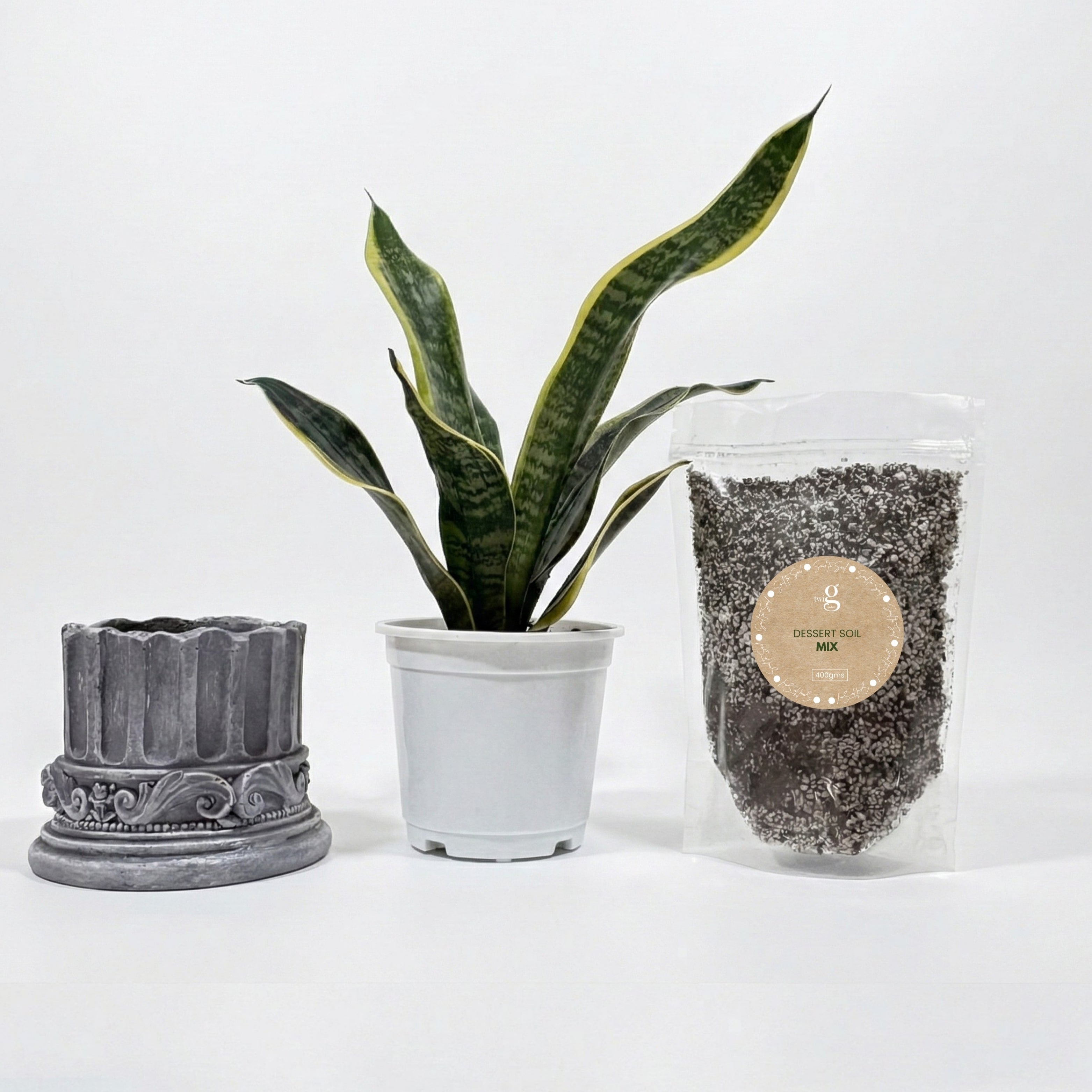 Royal Sansevieria Kit