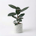 Rubber Plant (Ficus Elastica)