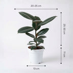 Rubber Plant (Ficus Elastica)