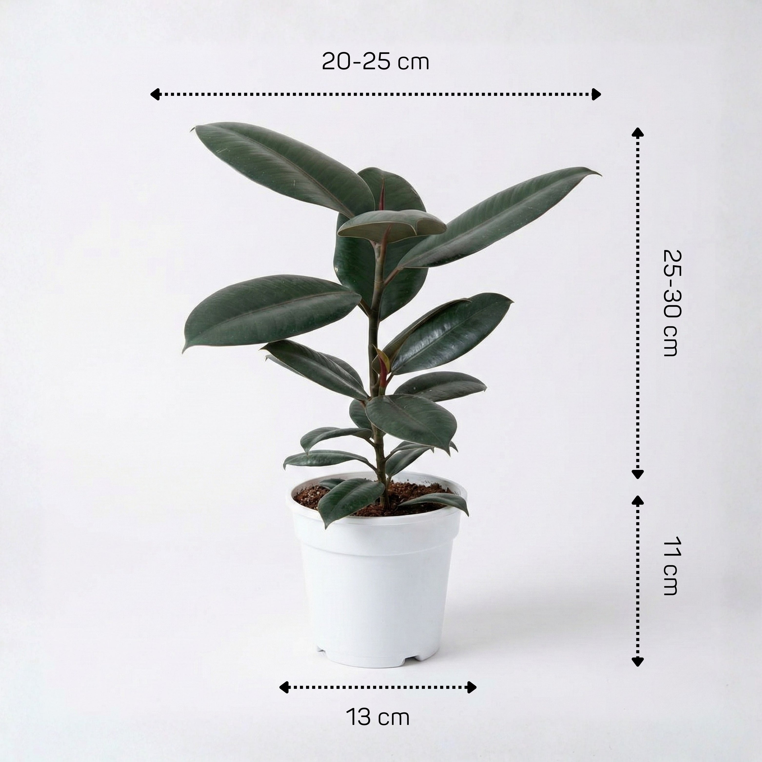 Rubber Plant (Ficus Elastica)