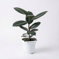 Rubber Plant (Ficus Elastica)