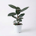 Rubber Plant (Ficus Elastica)