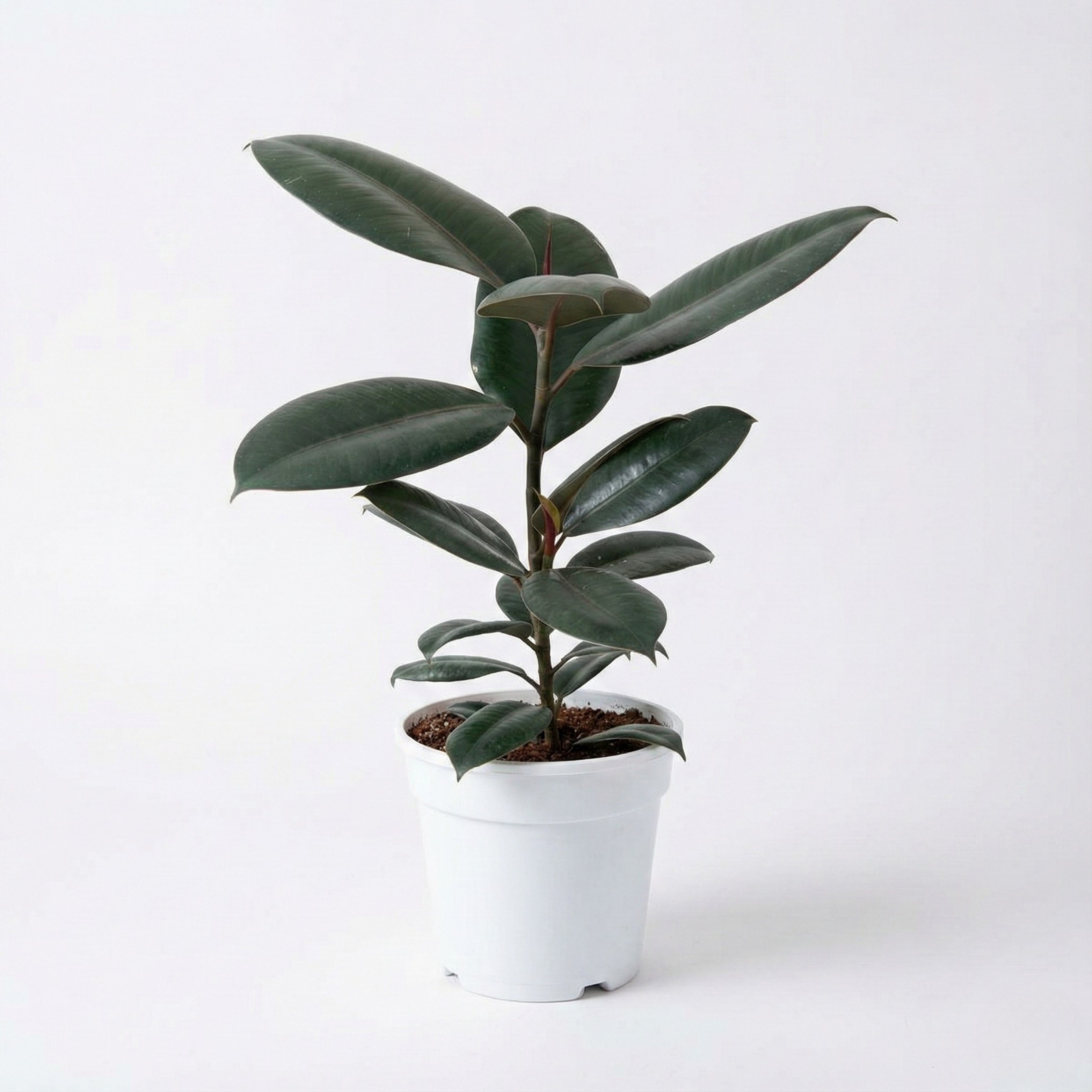 Rubber Plant (Ficus Elastica)