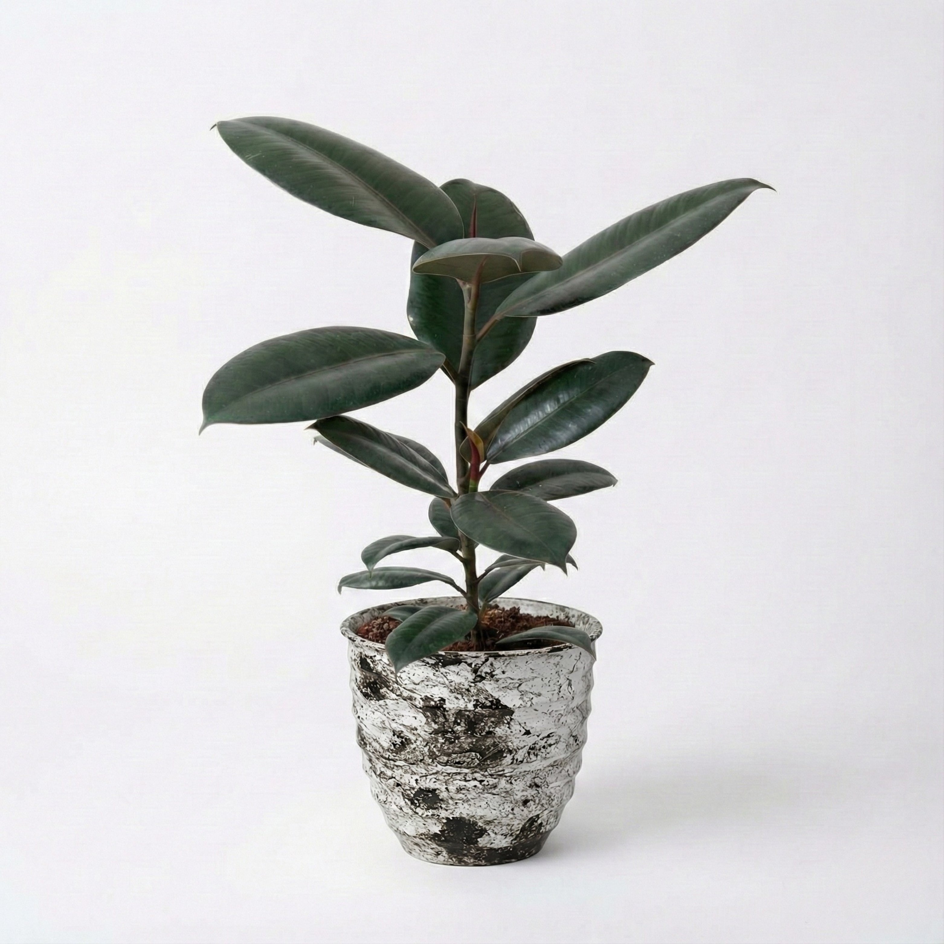 Rubber Plant (Ficus Elastica)