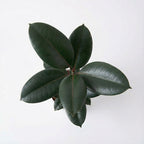 Rubber Plant (Ficus Elastica)