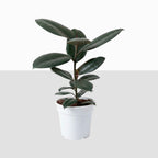 Rubber Plant (Ficus Elastica)