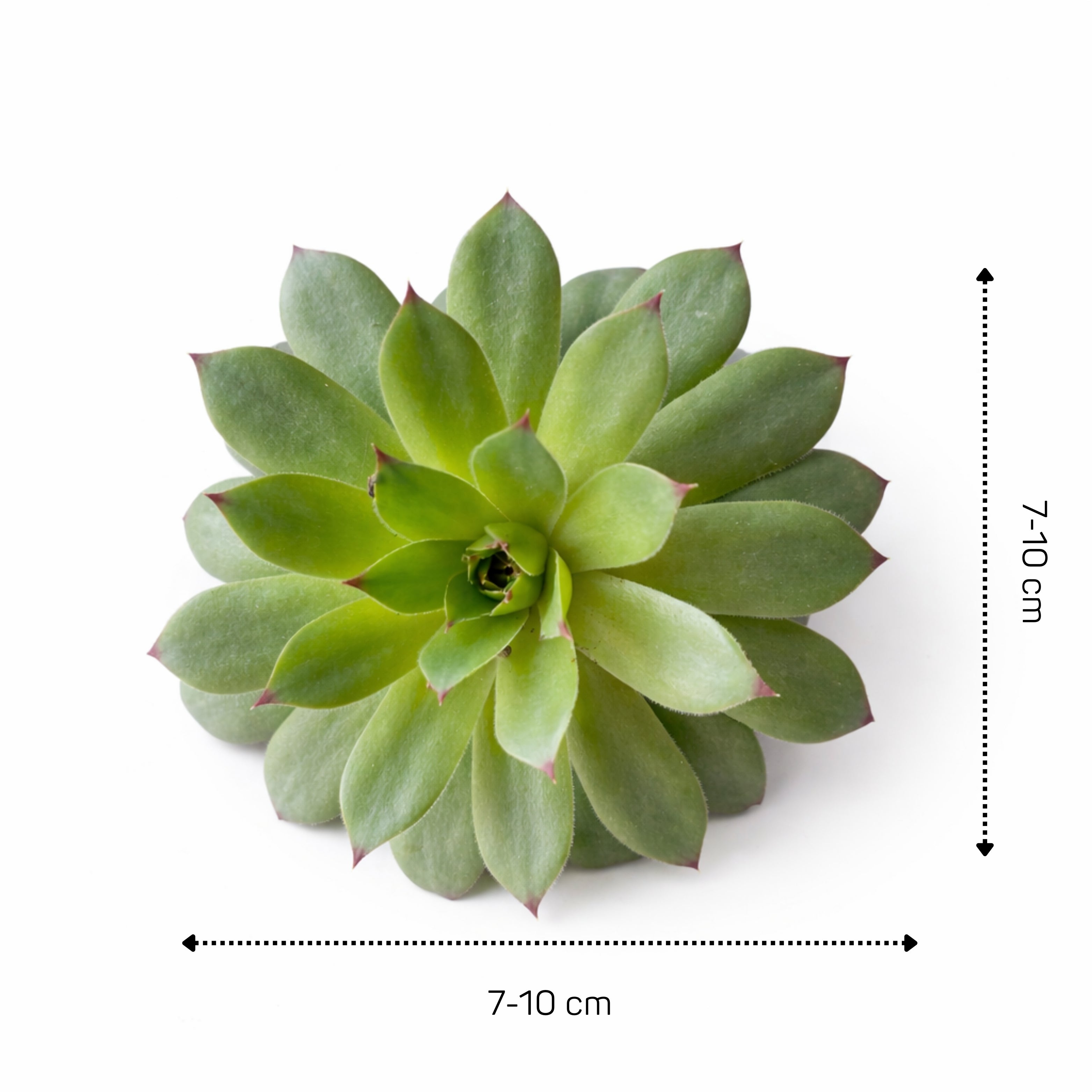 Sempervivum Succulent