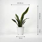 Royal Sansevieria Kit