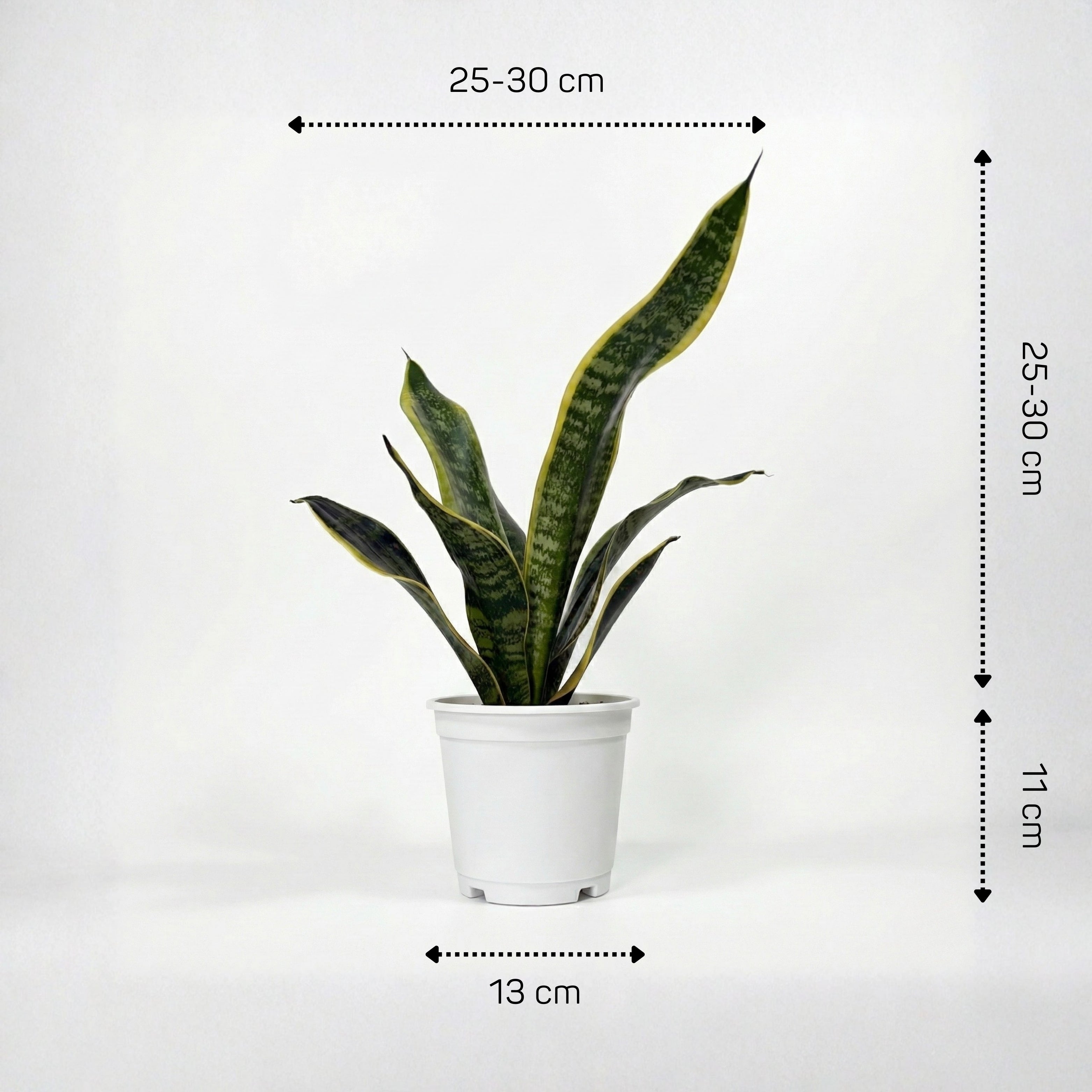 Royal Sansevieria Kit