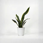 Royal Sansevieria Kit