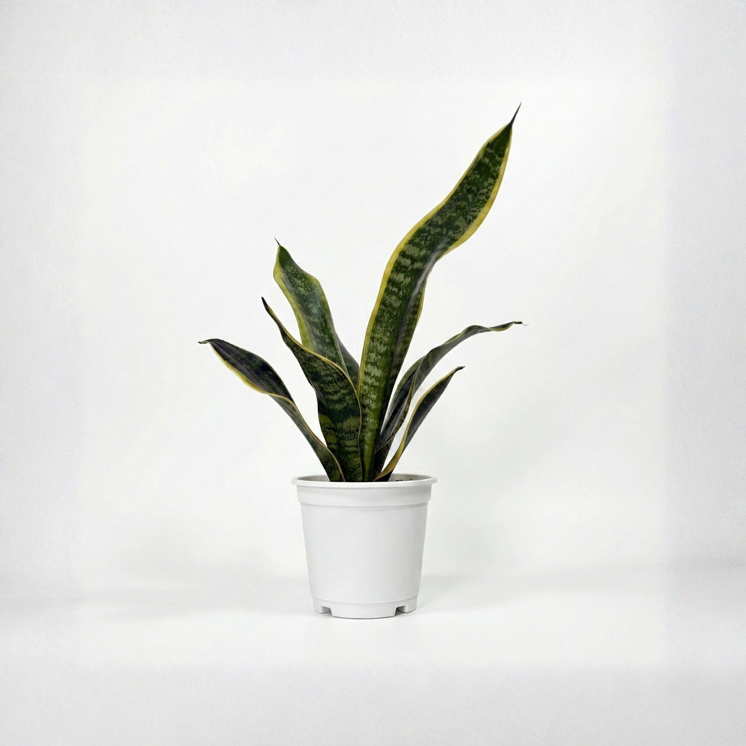 Royal Sansevieria Kit