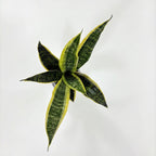 Royal Sansevieria Kit