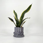 Royal Sansevieria Kit