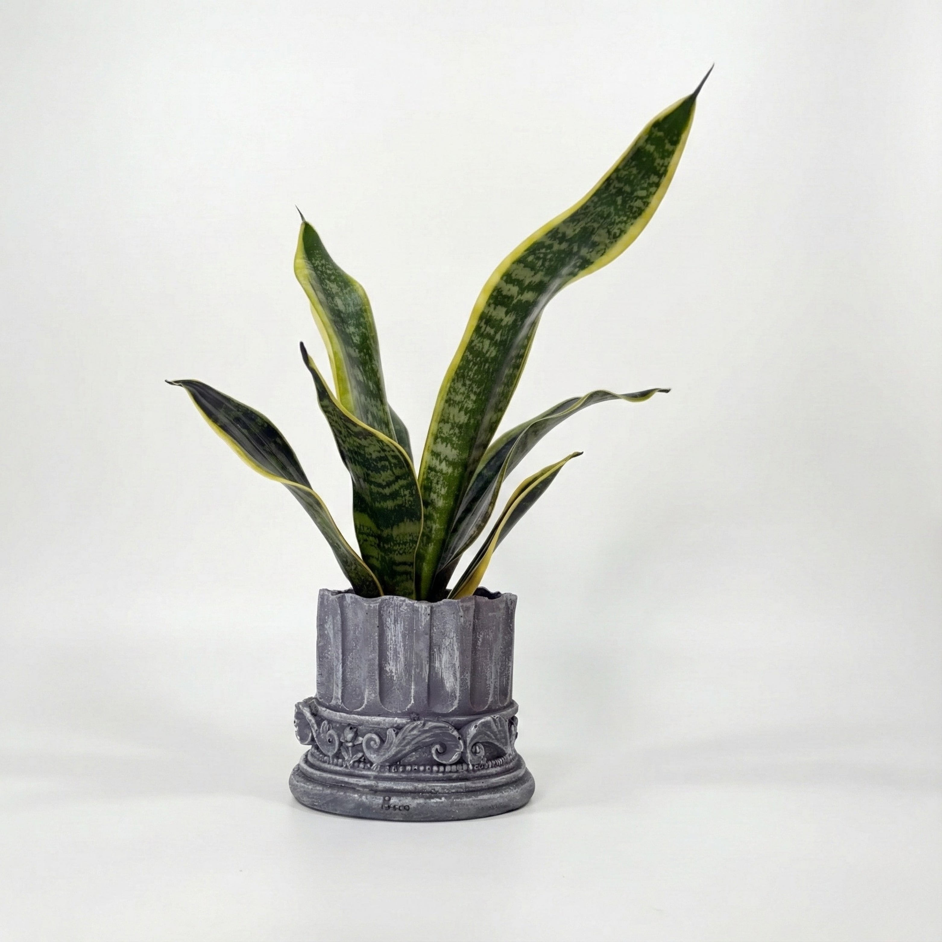 Royal Sansevieria Kit