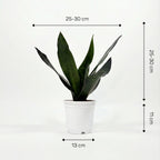Royal Sansevieria Kit