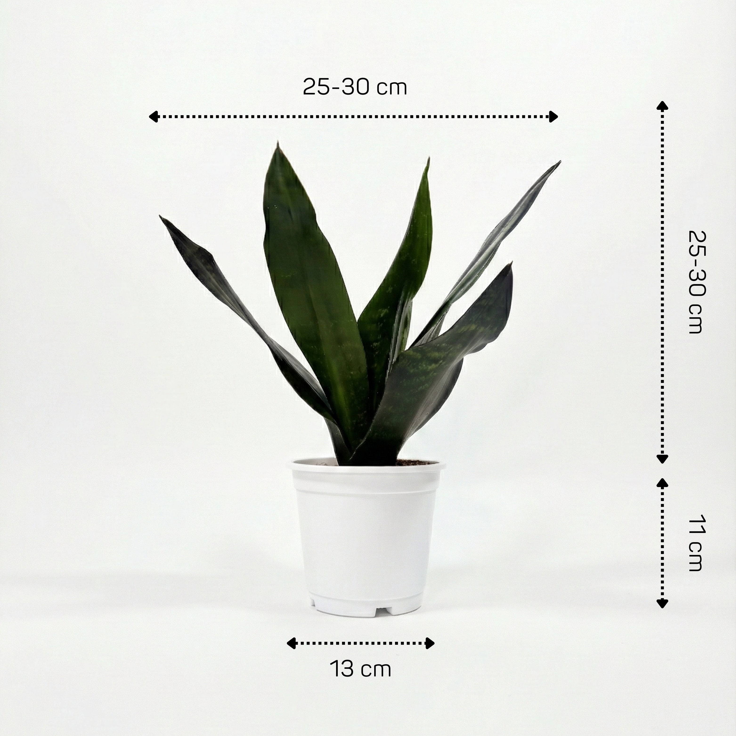 Royal Sansevieria Kit