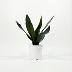 Royal Sansevieria Kit