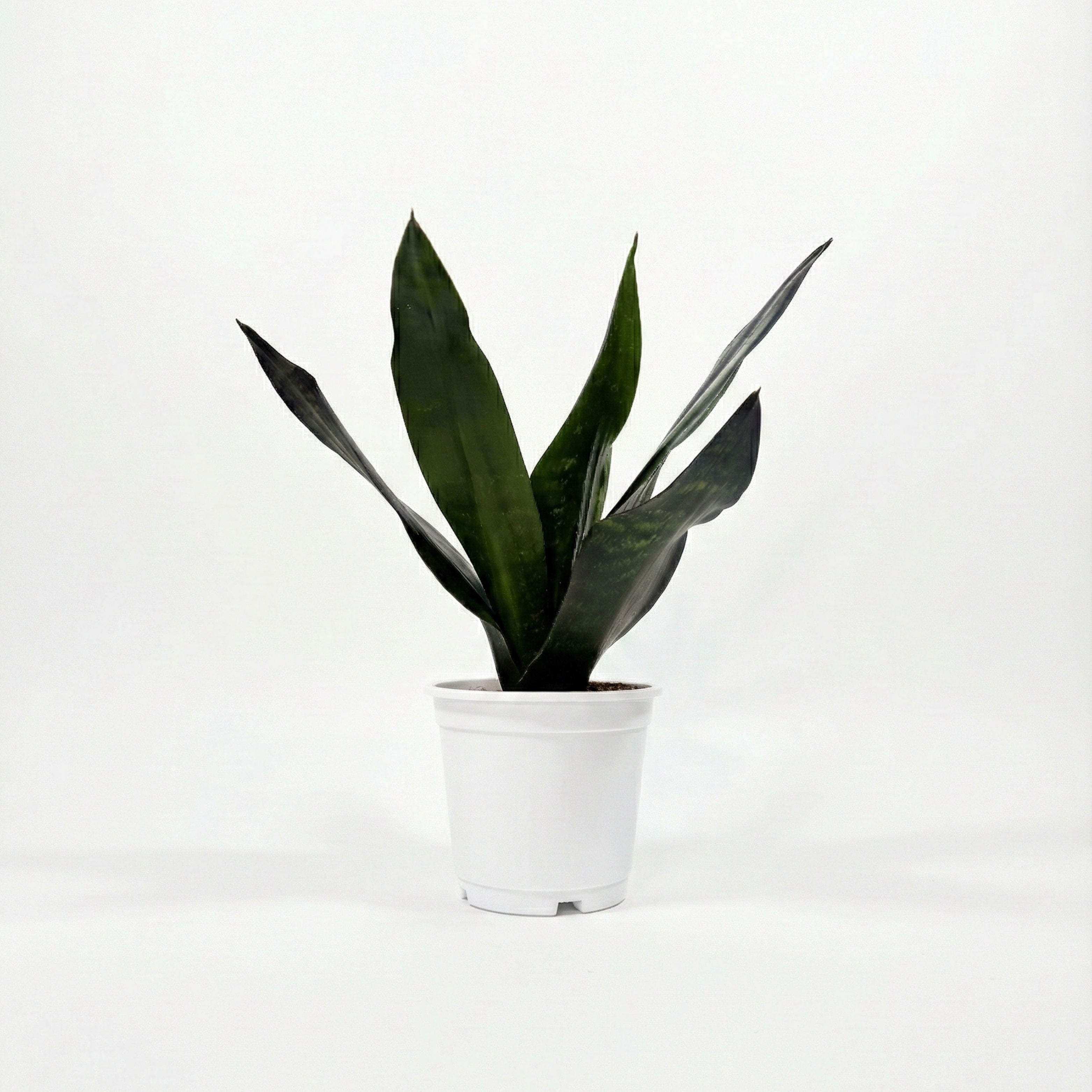Royal Sansevieria Kit
