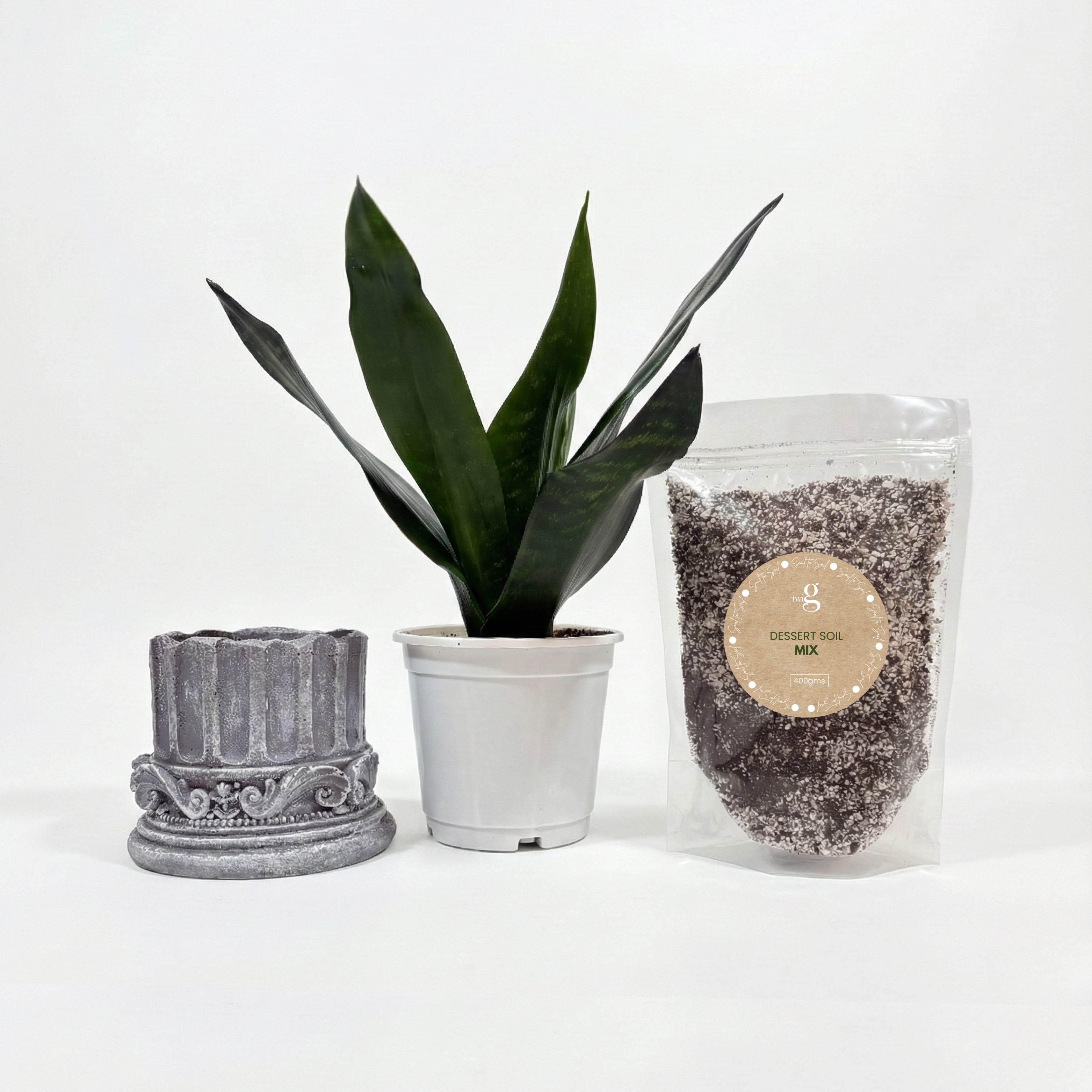 Royal Sansevieria Kit