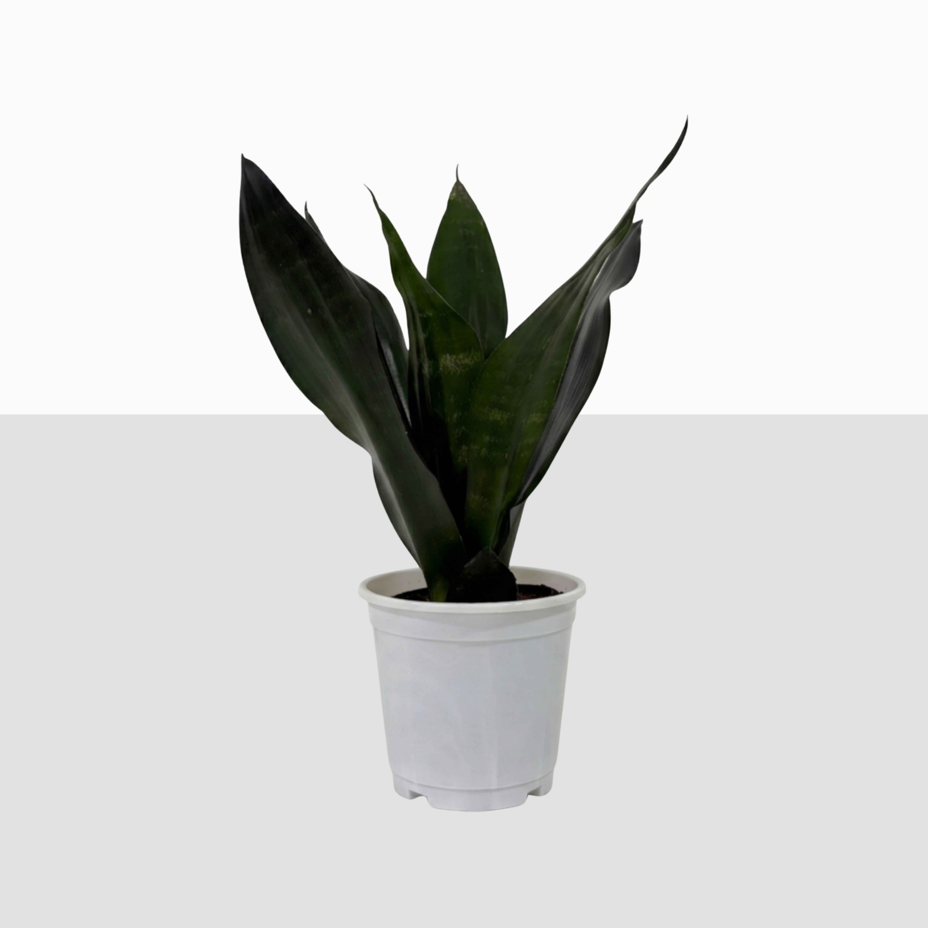 Snake Plant Green (Sansevieria)