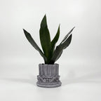 Royal Sansevieria Kit