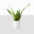 Snake Plant Golden (Sansevieria)