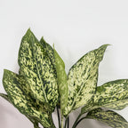 Aglaonema Snow White