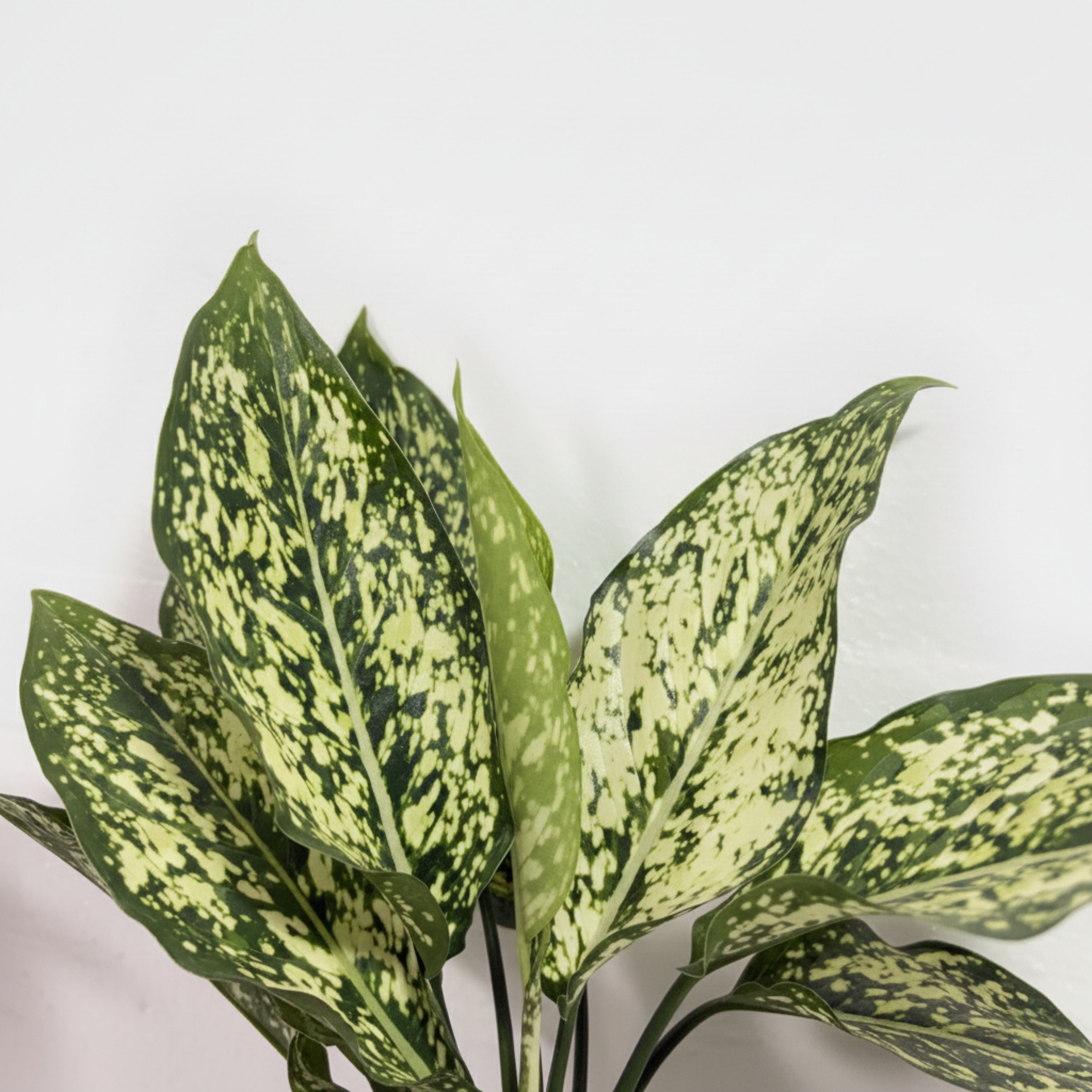Aglaonema Snow White