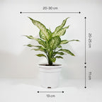 Aglaonema Snow White