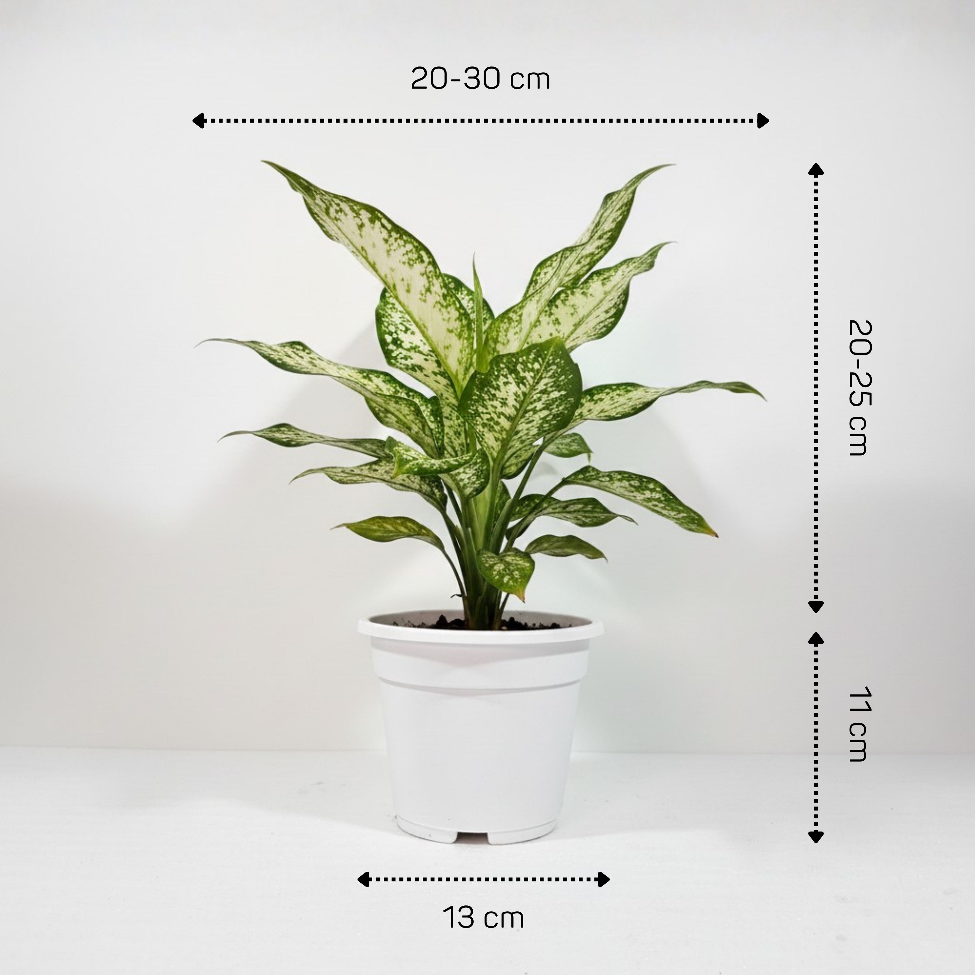 Aglaonema Snow White