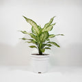 Aglaonema Snow White