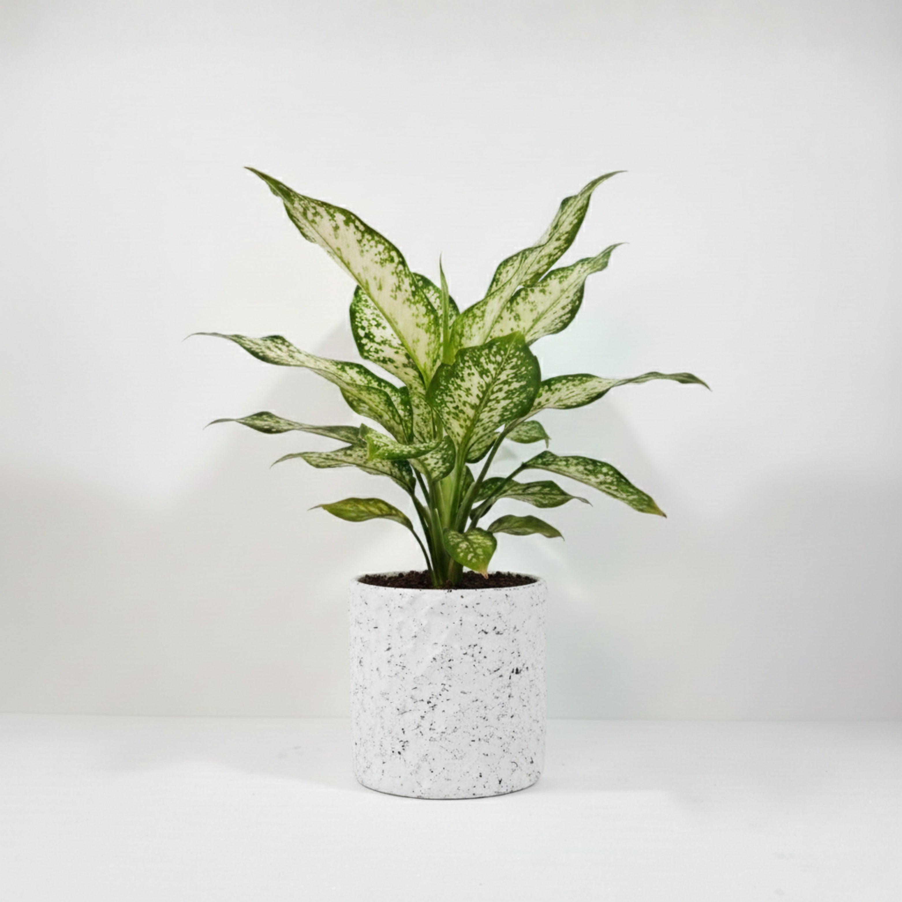Aglaonema Snow White