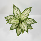 Aglaonema Snow White