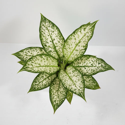Aglaonema Snow White