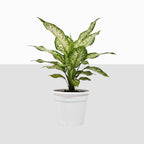 Aglaonema Snow White