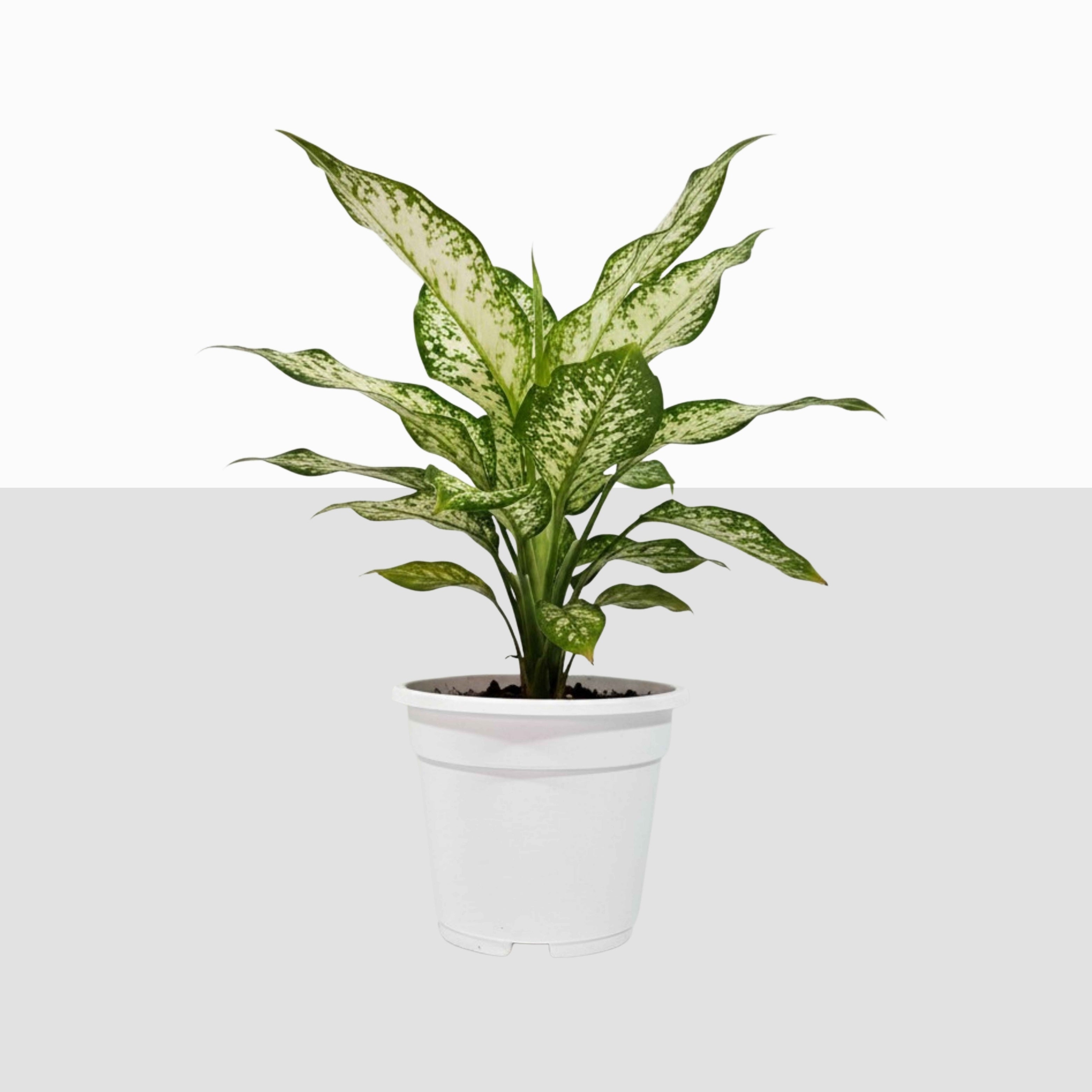 Aglaonema Snow White