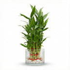 Lucky Bamboo 3-Layer