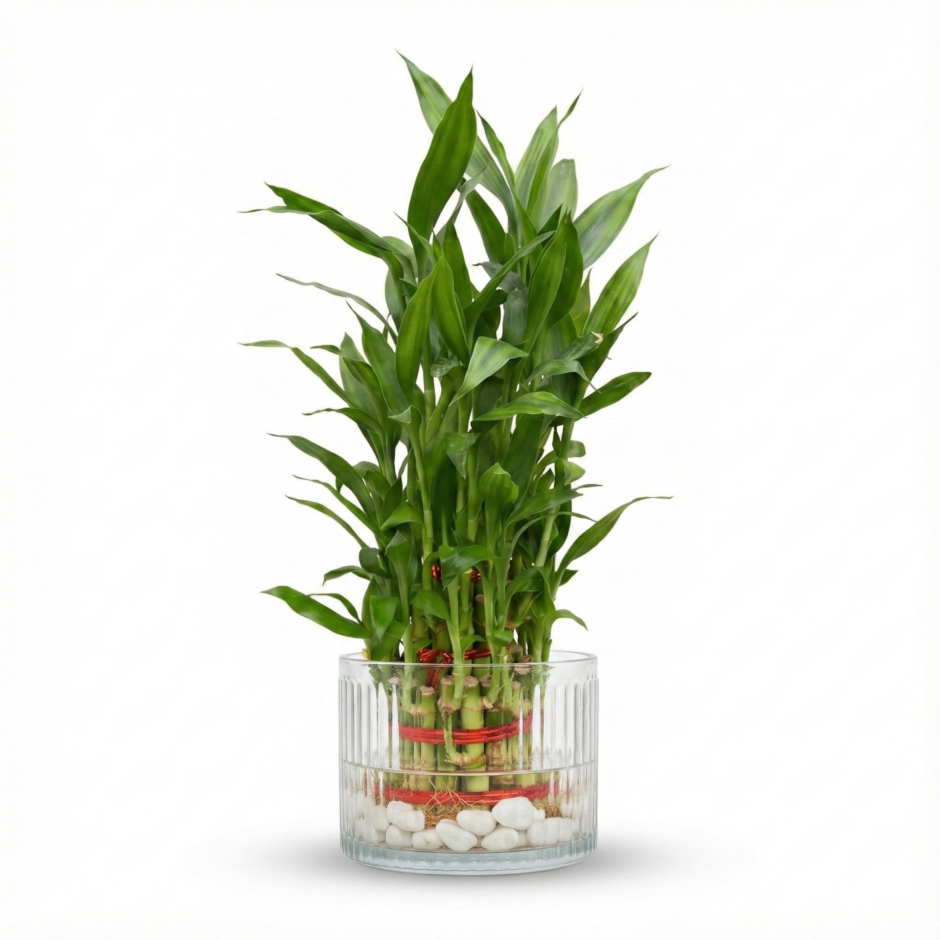 Lucky Bamboo 3-Layer