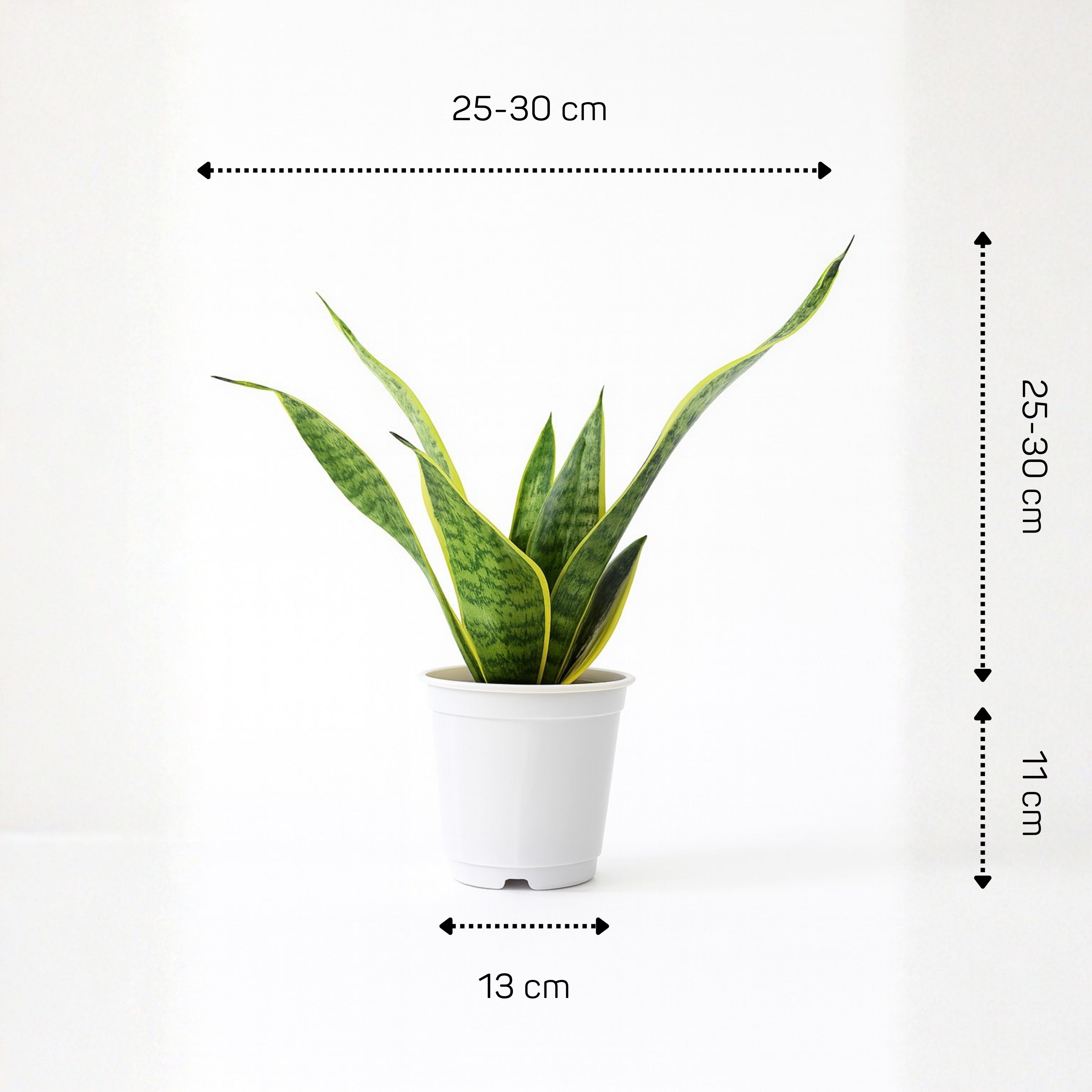 Snake Plant Golden (Sansevieria)