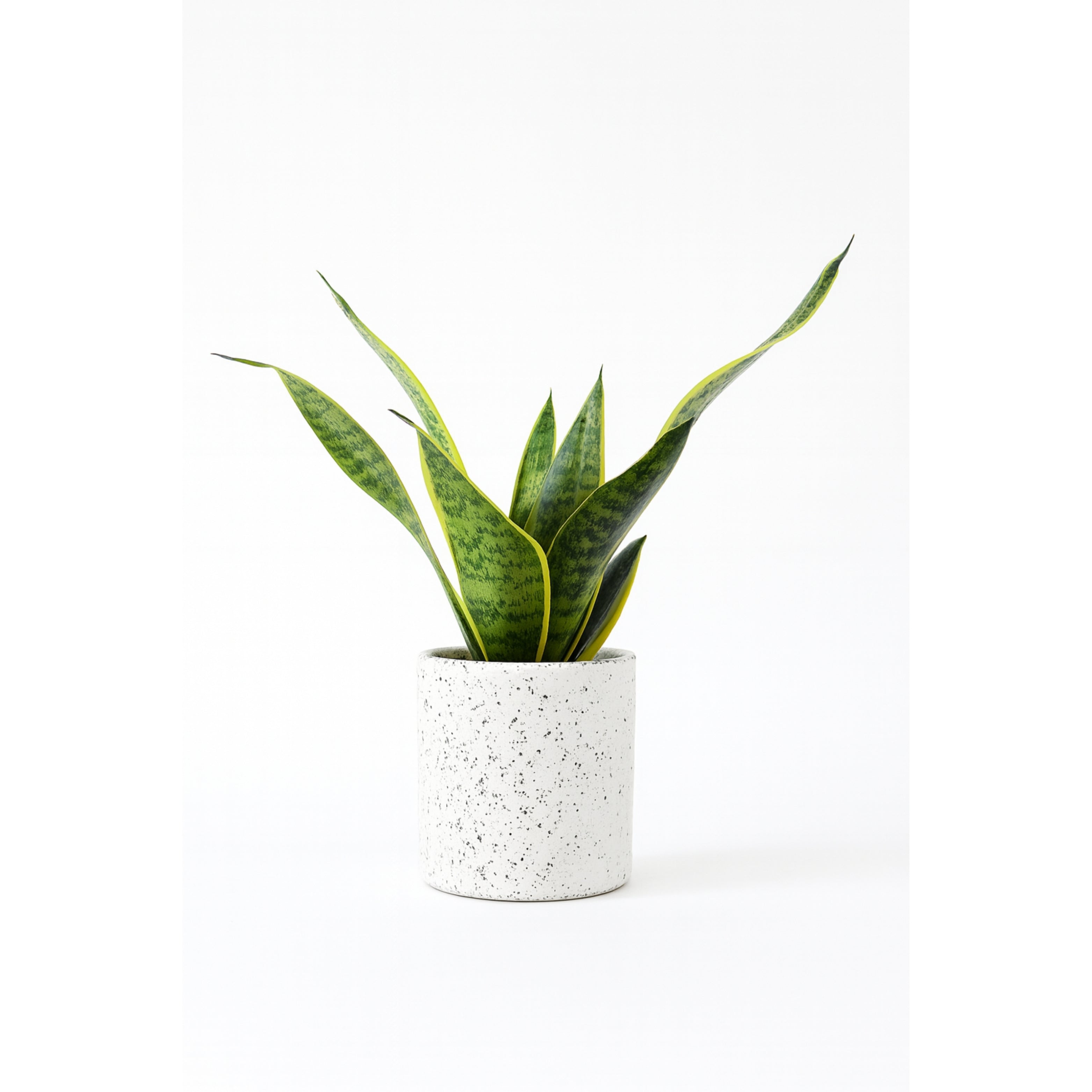 Snake Plant Golden (Sansevieria)
