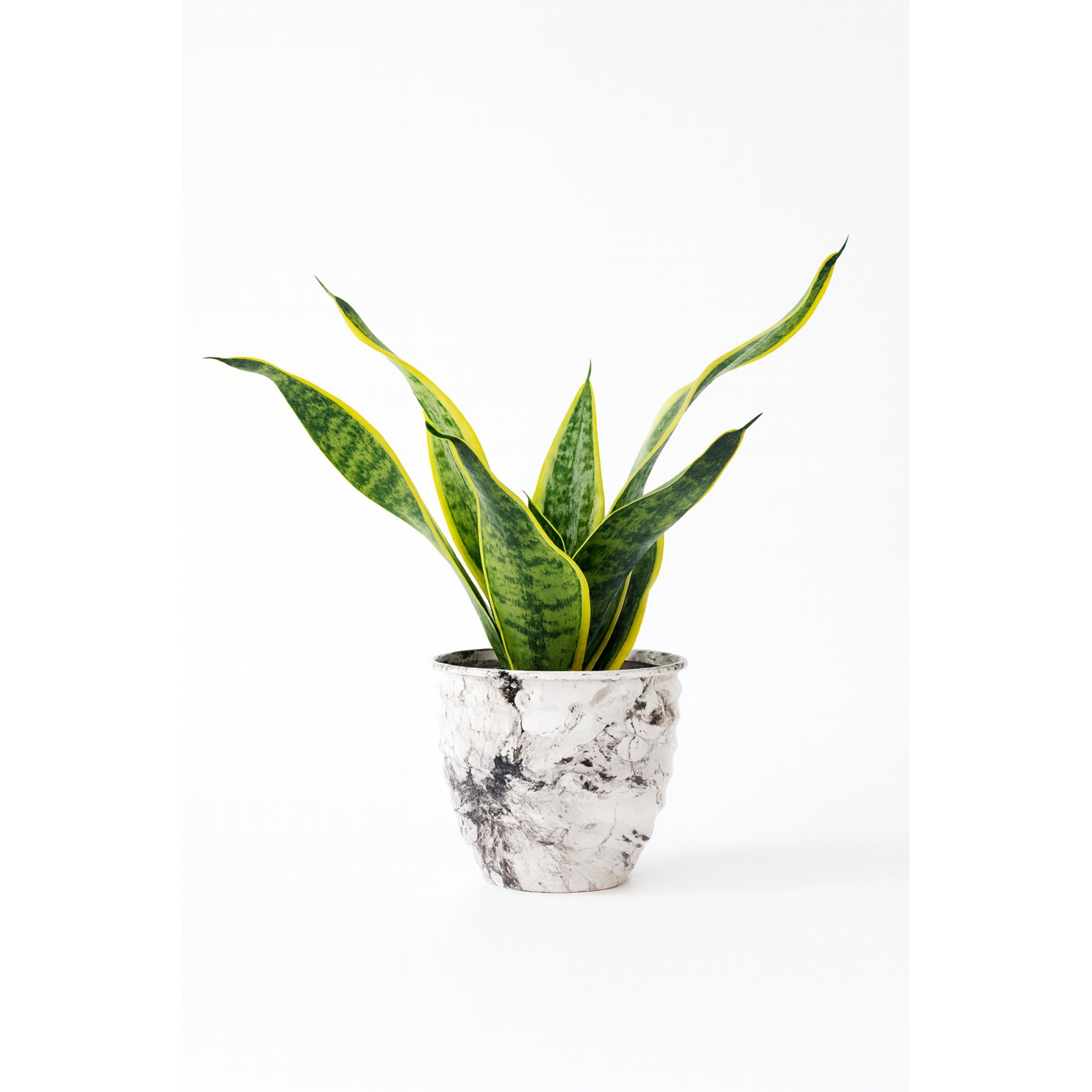 Snake Plant Golden (Sansevieria)