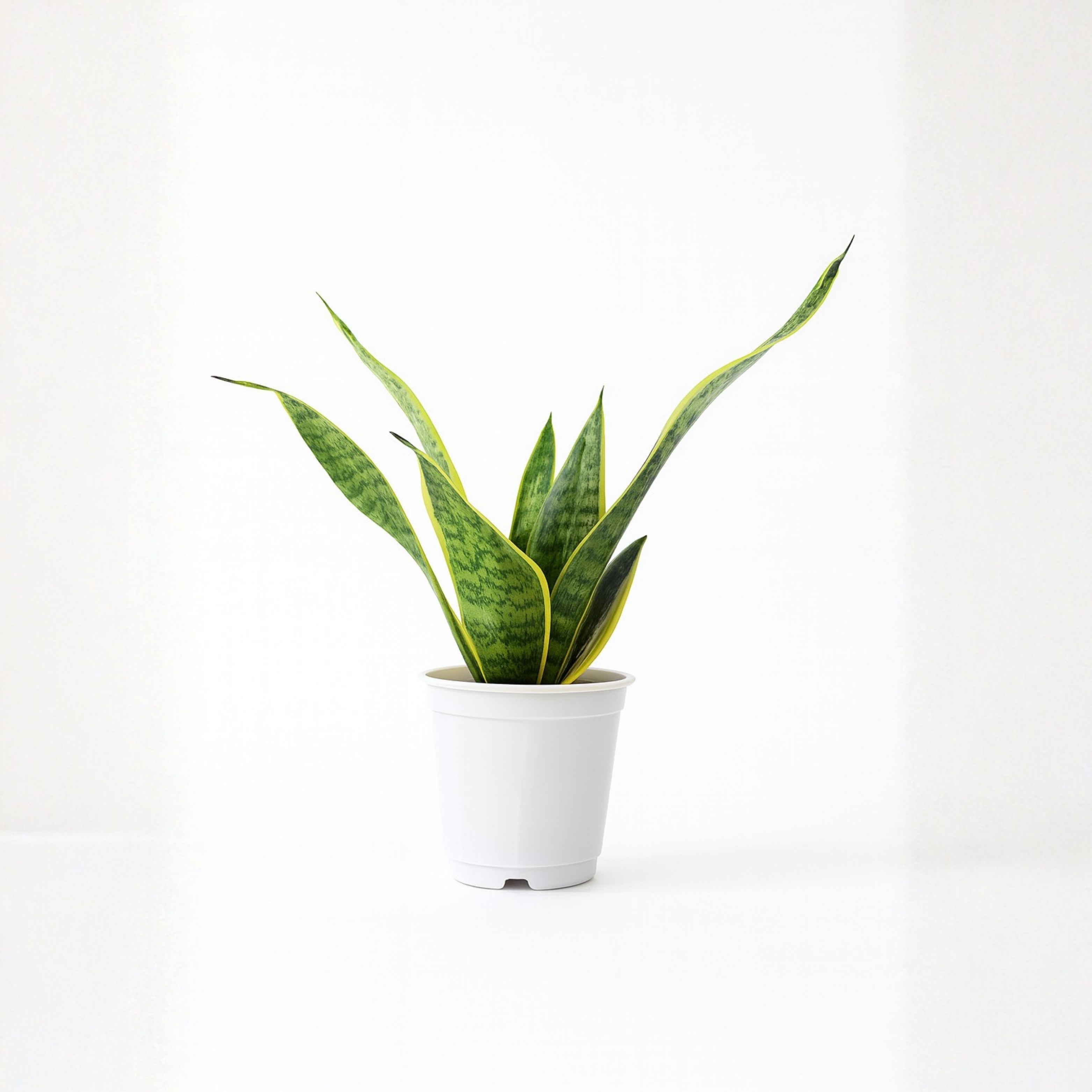 Snake Plant Golden (Sansevieria)