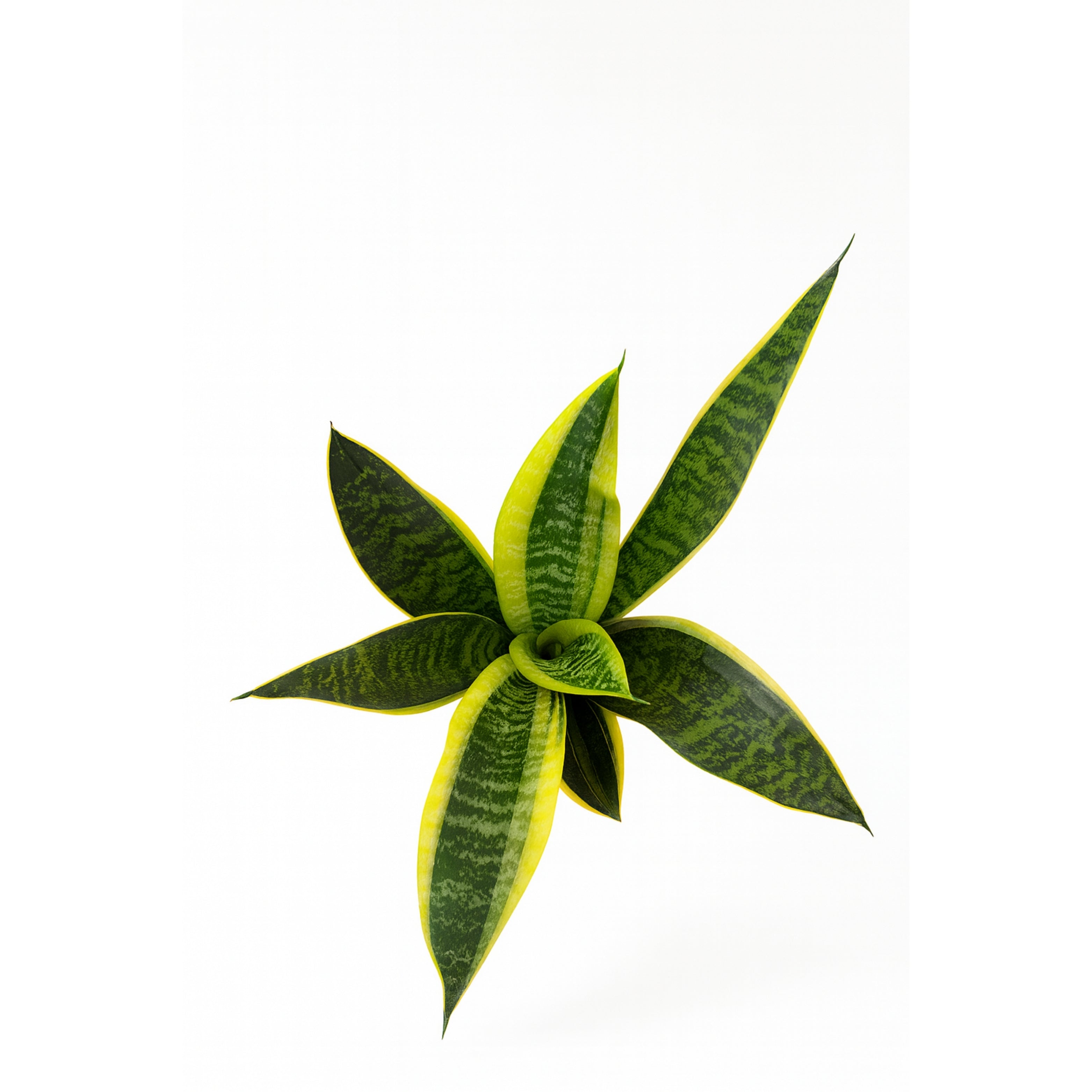 Snake Plant Golden (Sansevieria)