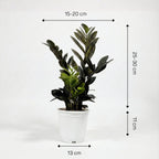 ZZ Plant - Black