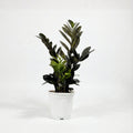 ZZ Plant - Black